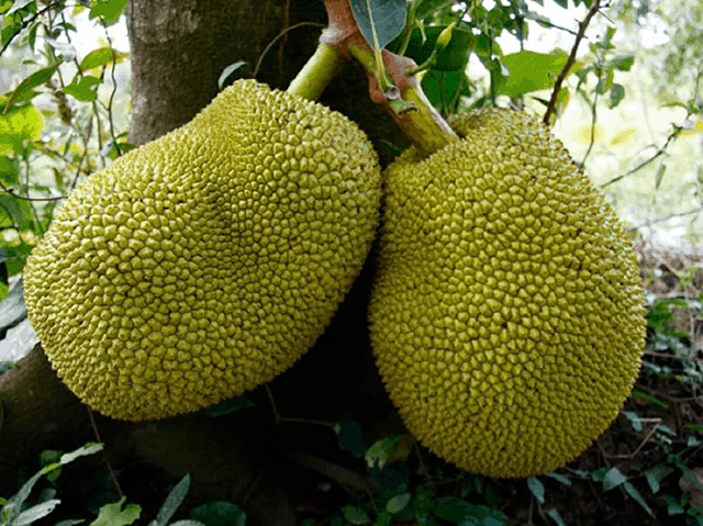Nằm mơ thấy trái mít có phải điềm lành không? Nam mo thay trai mit co phai diem lanh khong?