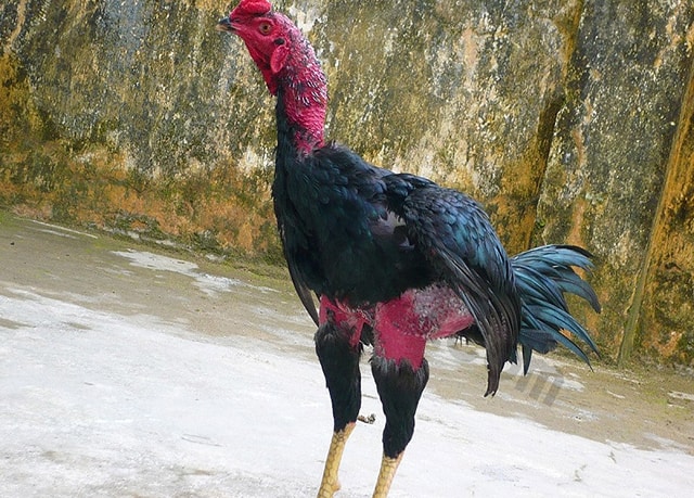 Những phương pháp xem hậu độ gà để có thể cá cược gà chọi chuẩn nhất Nhung phuong phap xem hau do ga de co the ca cuoc ga choi chuan nhat